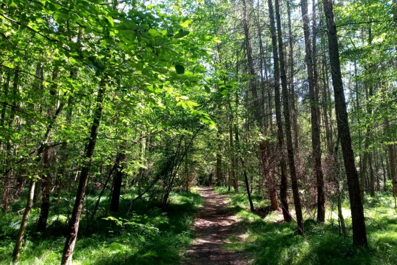 Stan ochrony przyrody w polskich lasach się pogarsza